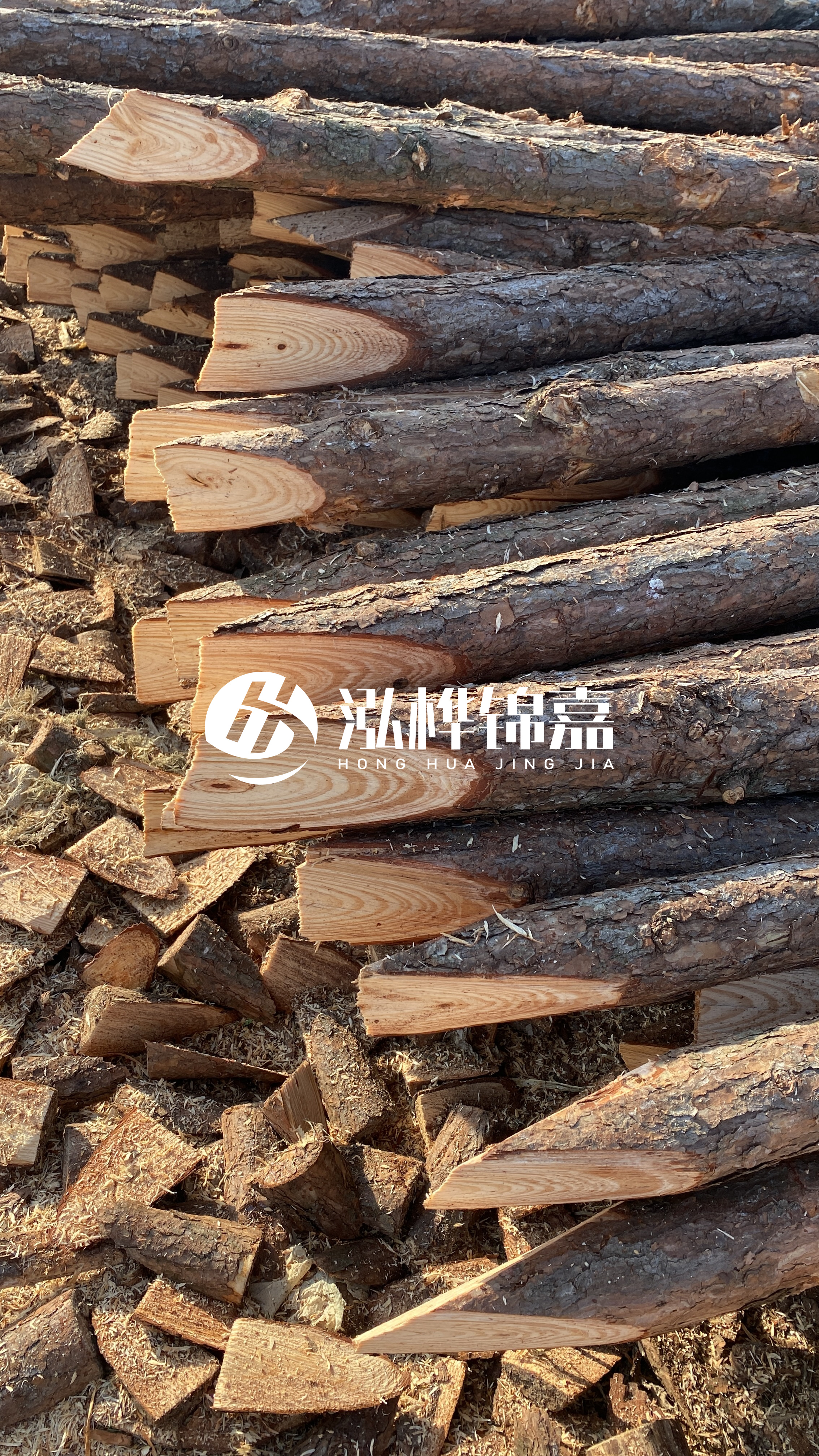 松木樁怎么分辨好壞？學會這幾招，輕松分辨松木樁好壞不踩雷！